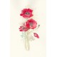 Decoration wedding albums, red poppies watercolor
