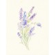 Decoration wedding albums, Lavander watercolor