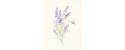 Decoration wedding albums, Lavander watercolor